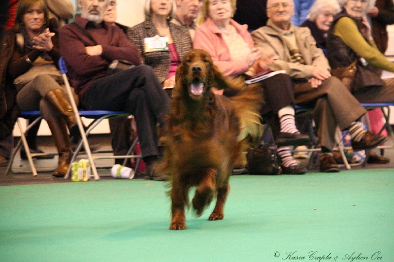 Crufts2011_2 175.jpg